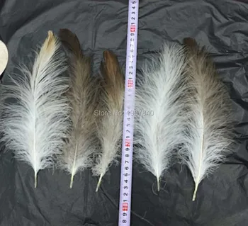 100 vnt / daug gražių gamtos vanago plunksnos 10-15 cm / 4-6 cm gražios plunksnos